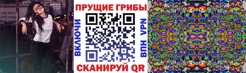дарк нет состав  Бежецк  Псилоцибиновые грибы Psilocybine cubensis 